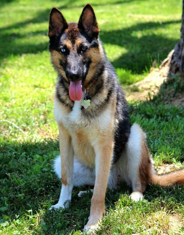 husky german shepherd mix gerberian shepsky