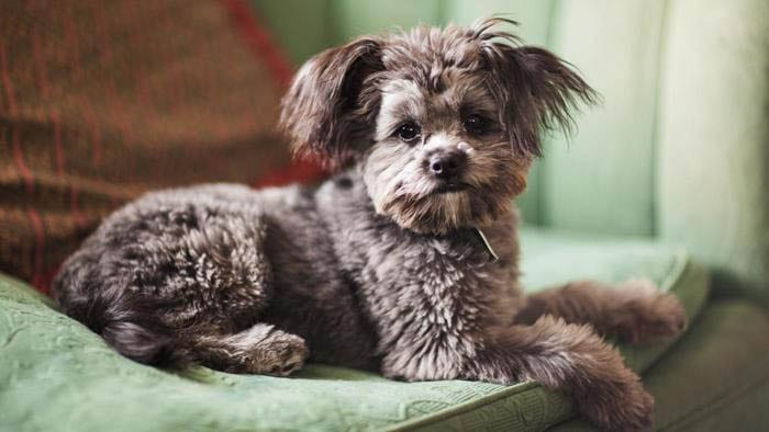 yorkie shedding