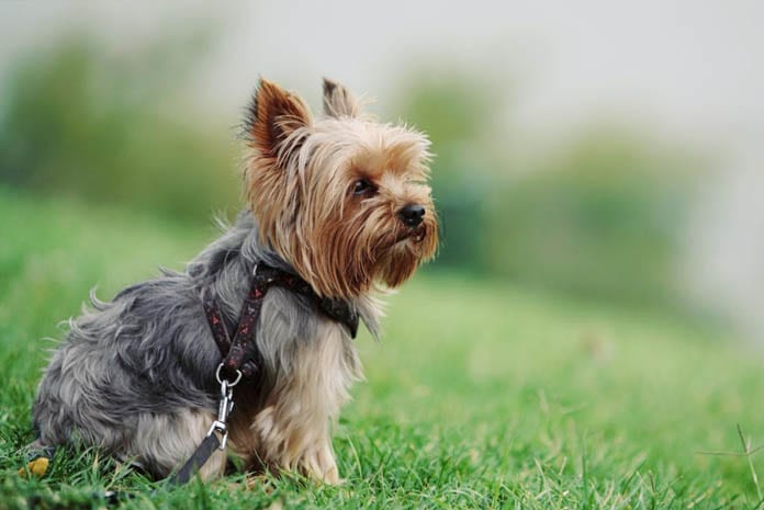 yorkie shedding