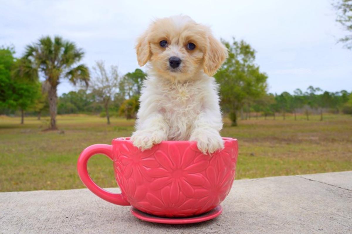 Cavalier King Charles Spaniel