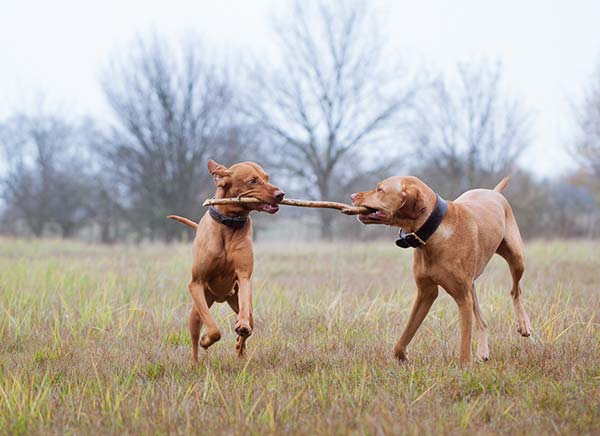 active-dog-playing