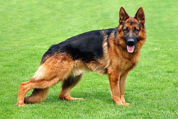 German Shepherd dogs