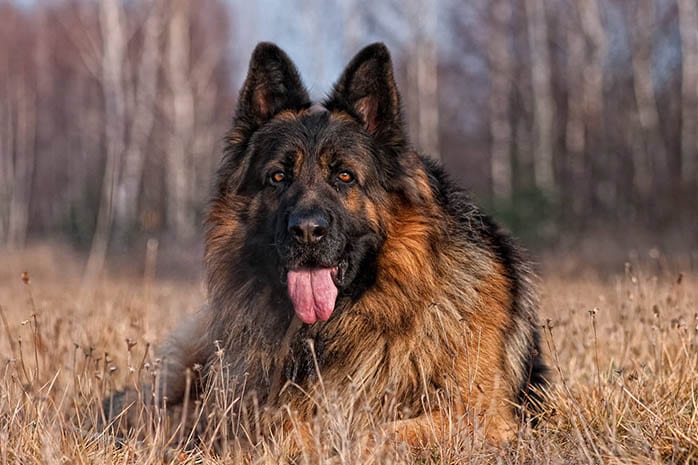 German Shepherd dogs