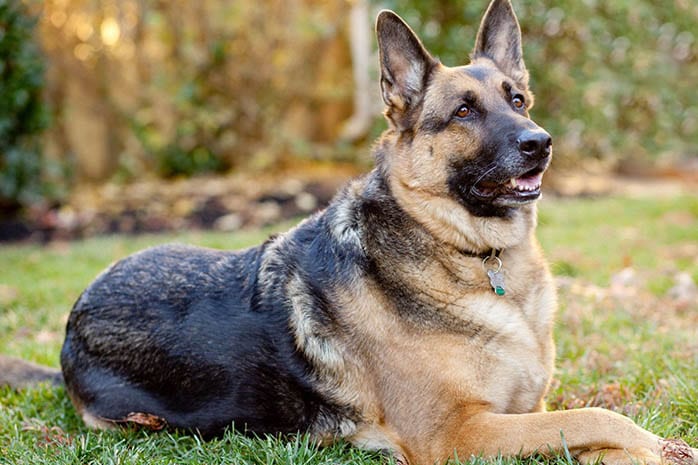 German Shepherd dogs