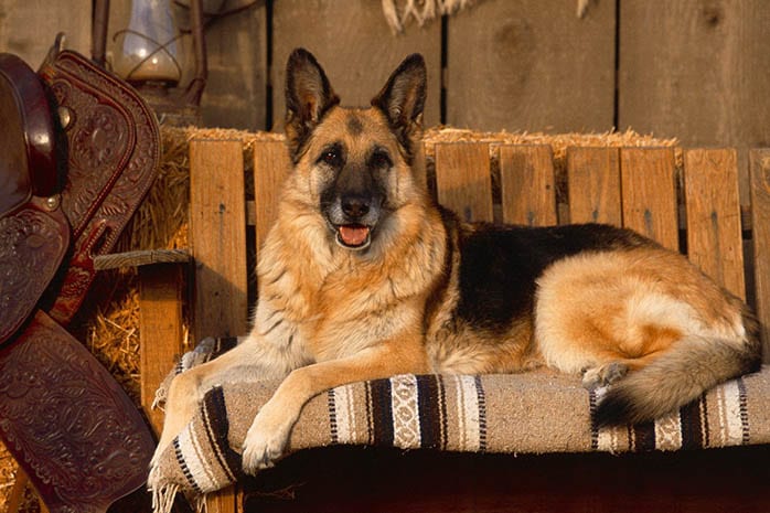 German Shepherd dogs