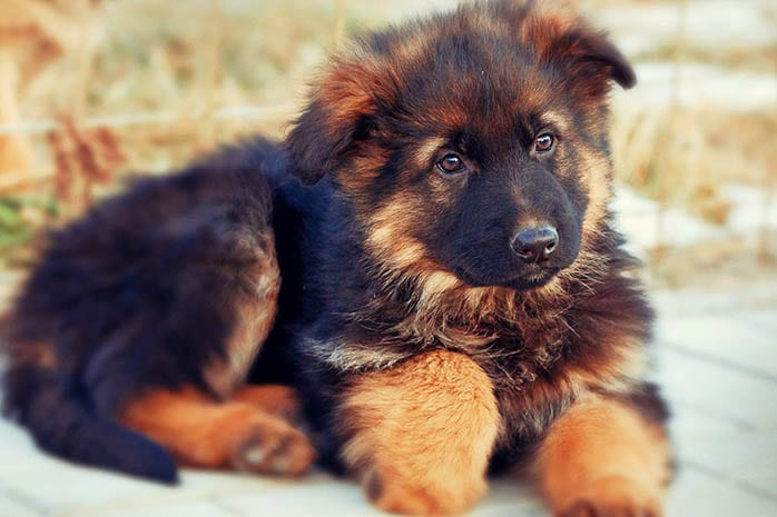 German Shepherd puppy