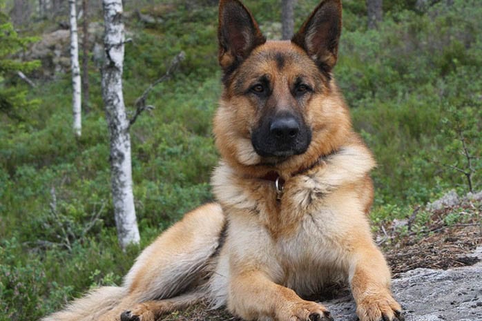 German Shepherd dogs