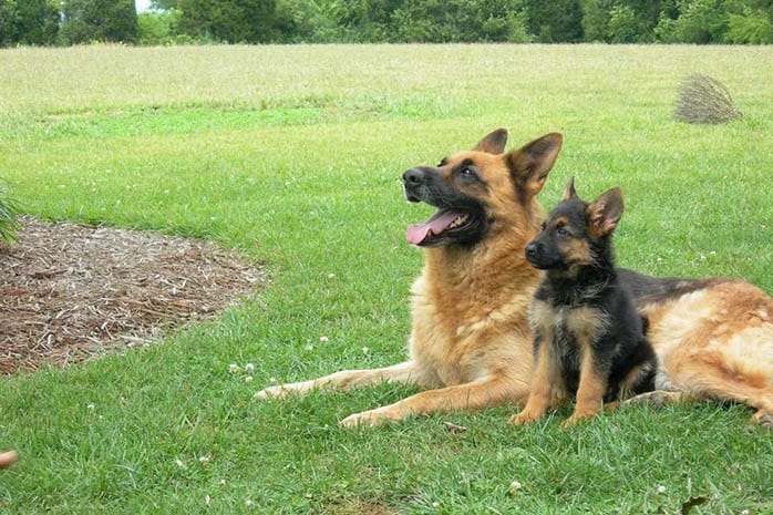 German Shepherd dogs