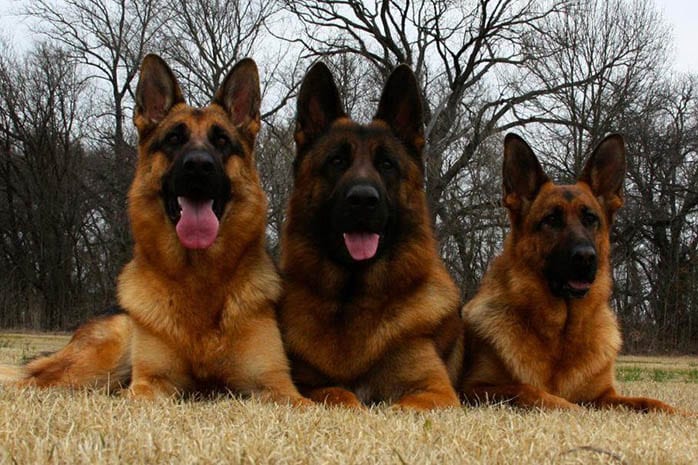 German Shepherd dogs