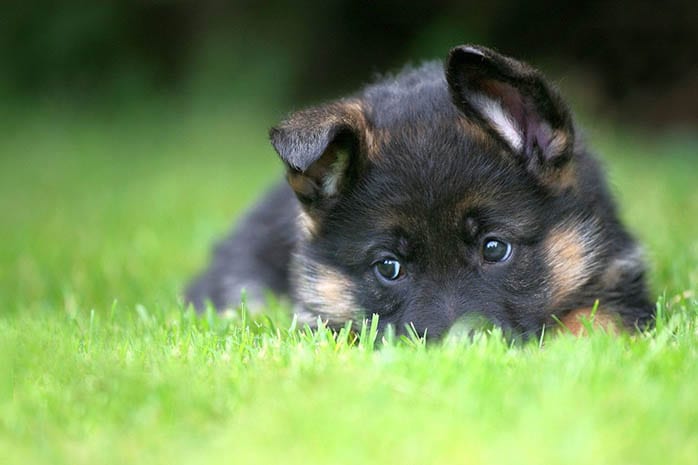 German Shepherd puppies