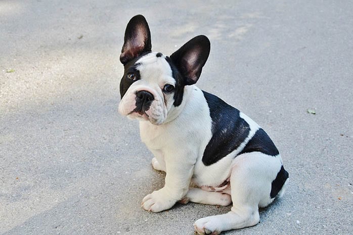 french-bulldog-puppies