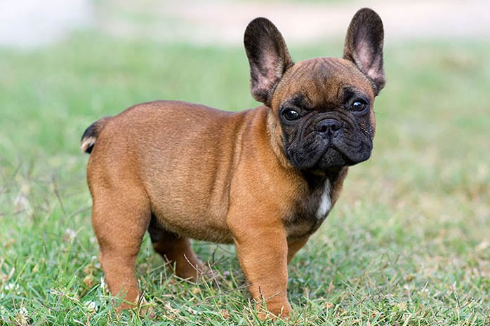 french bulldog puppies