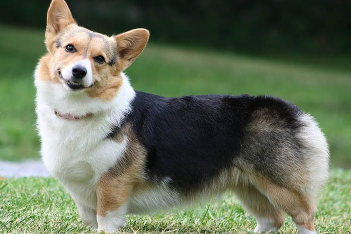 corgi-puppies