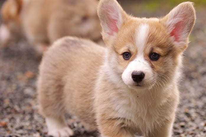 corgi-puppies