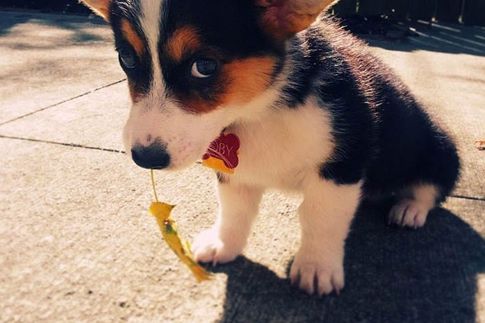 corgi-puppies