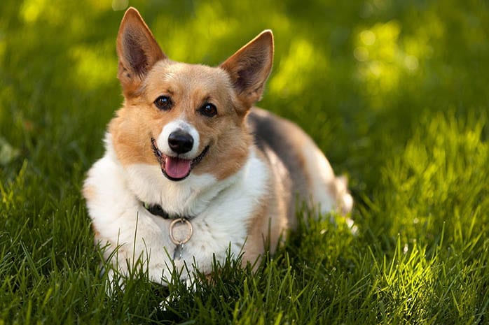 corgi-puppies