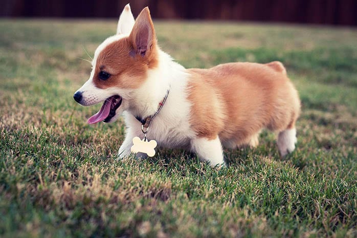 corgi-puppies