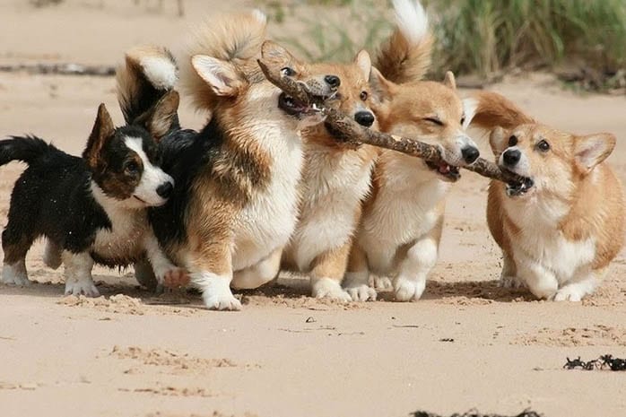 corgi-puppies