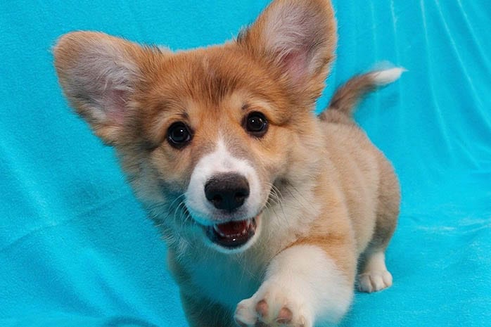 corgi-puppies