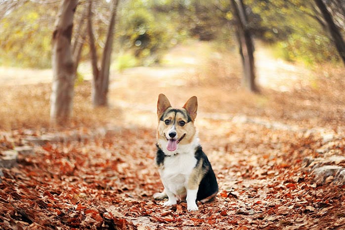 corgi-puppies