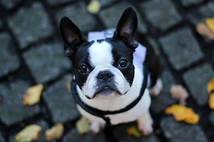 french bulldog puppies