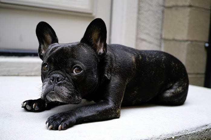 french bulldog puppies