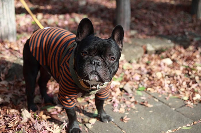 french bulldog puppies