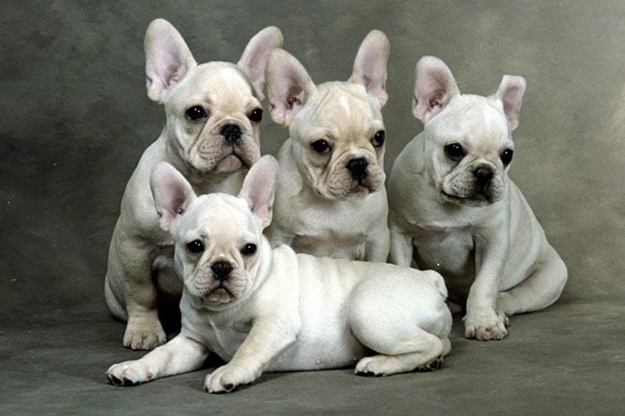 french bulldog puppies