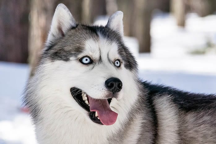 siberian husky