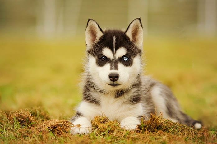 siberian husky puppy