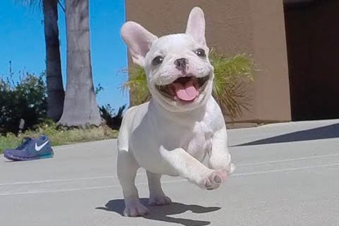 french bulldog puppies