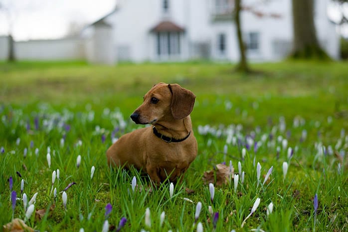 dachshund puppies