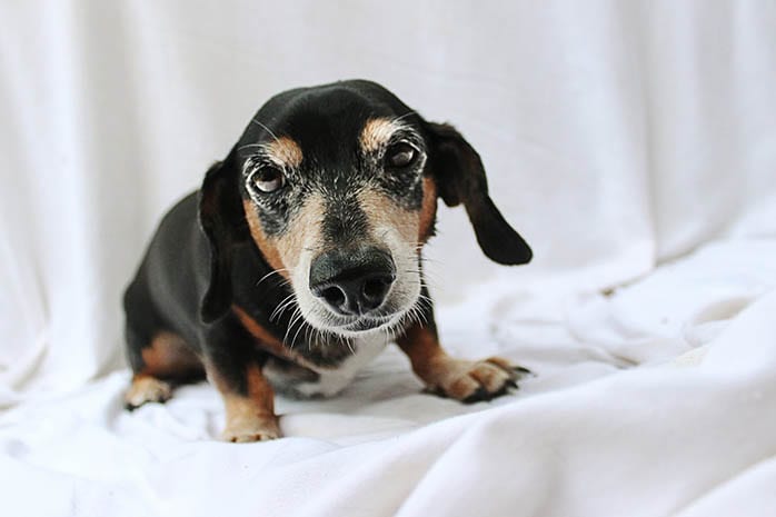 dachshund puppies