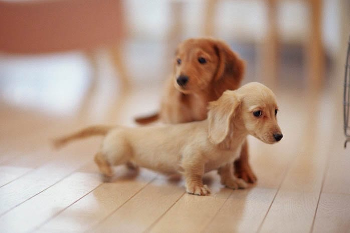 dachshund puppies