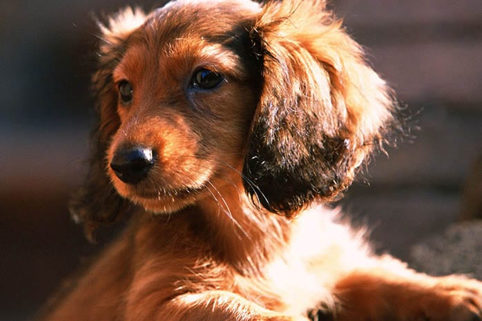 10 Amazing Things about Dachshunds Dogs 1