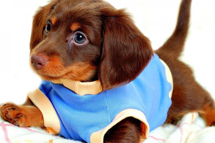 dachshund puppies