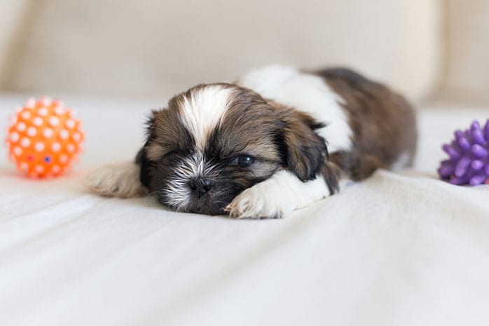 shih tzu