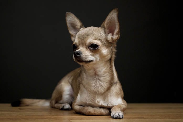 chihuahua puppies