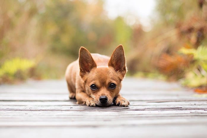 chihuahua puppies