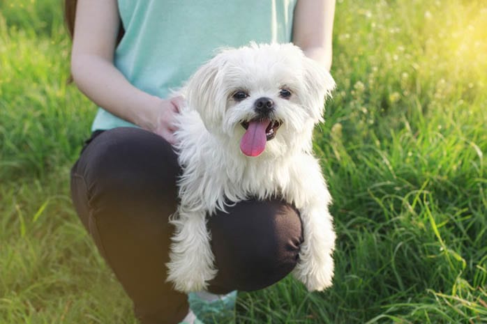 maltese benefits