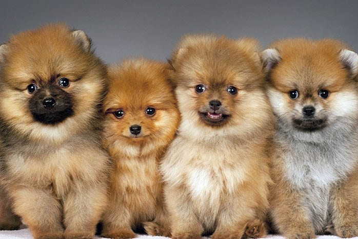 pomeranian fluffy dog breeds