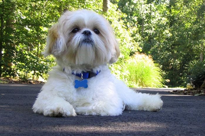 shih tzu dog