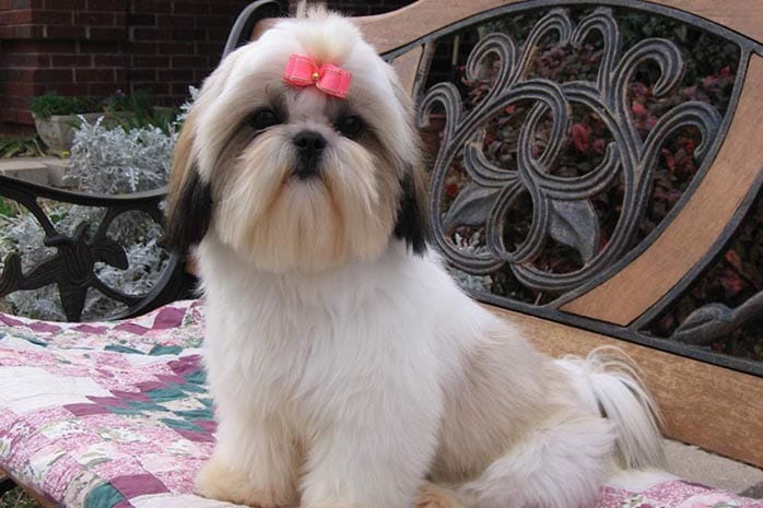 shih tzu dogs