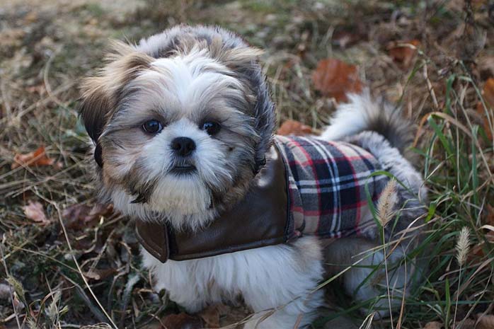 shih tzu puppy