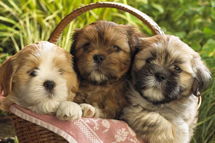 shih tzu puppies