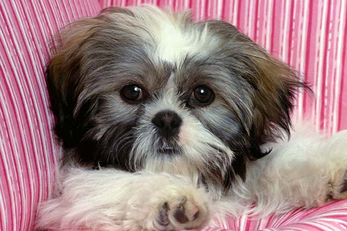 shih tzu puppy