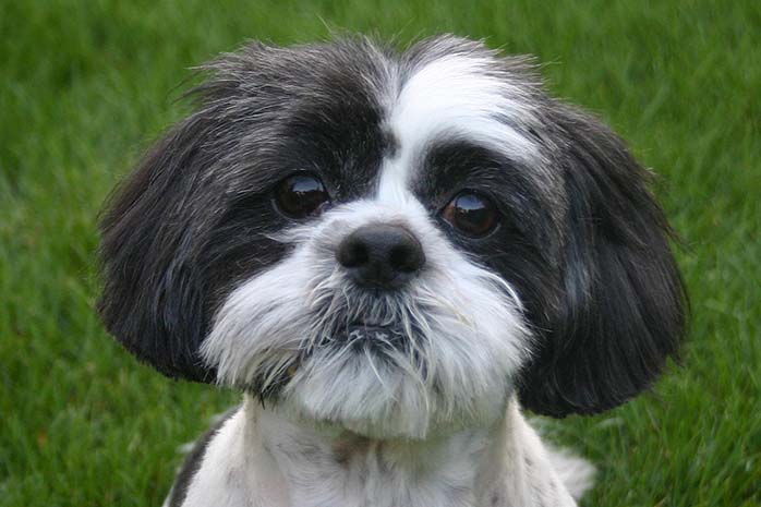 shih tzu puppy