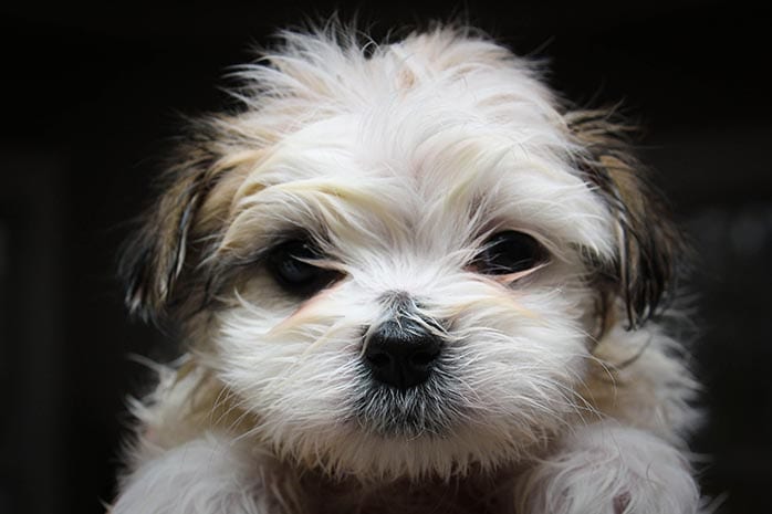 shih tzu puppies