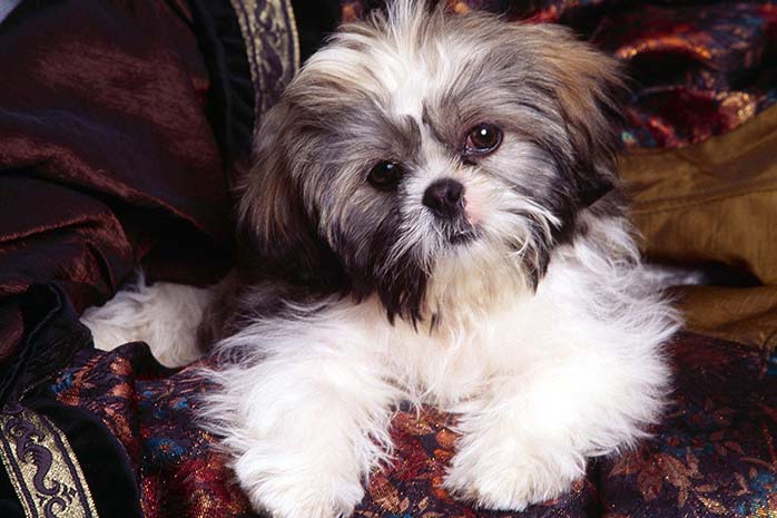 shih tzu puppy