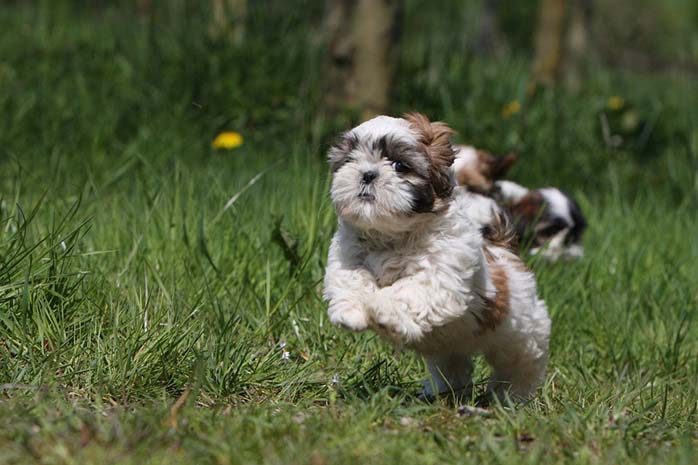 shih tzu running